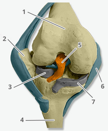 Anatomie du genou